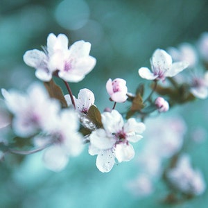 home decor wall art, fine art flower photography, dreamy floral art print, cherry blossom spring
