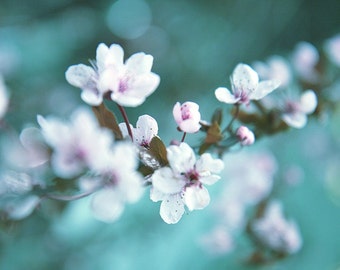 home decor wall art, fine art flower photography, dreamy floral art print, cherry blossom spring