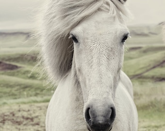 Horse Photograph, white horse photography, portrait, Icelandic horse landscape, dreamy nature
