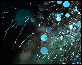 Droplets...fine art abstract photography by Kelly Angard