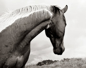 Horse Photograph - Black and White Animal Photography, 8x10 Horse Photo, Fine Art Animal Photography