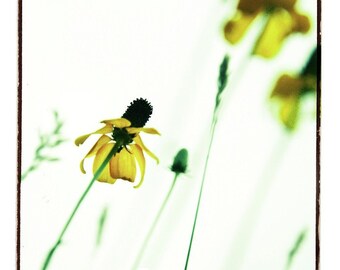 botanical photograph, flower fine art photography by Kelly Angard - nature, wild flowers