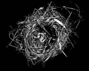 birds nest photograph, home decor wall art, black and white fine art nature print, home nursery decor