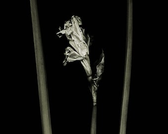 botannica obscura 8...botanical fine art photography by kelly angard