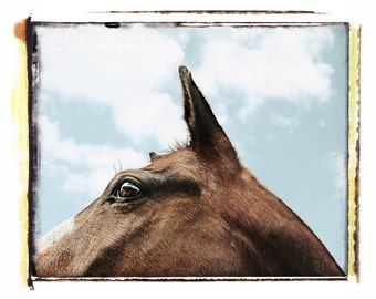 fotografia da natureza, fotografia de cavalo, fotografia de cavalo - retrato elegante de cavalo natural, decoração de casa