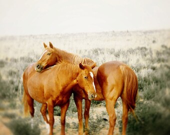 Horse photograph, dreamy horse photography - wild horses photo, rustic landscape, nature - love, couple, romance