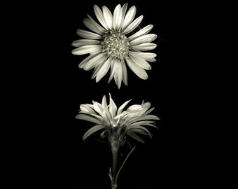 botanical art, photograph, fine art botanical photography, black and white, flower daisy