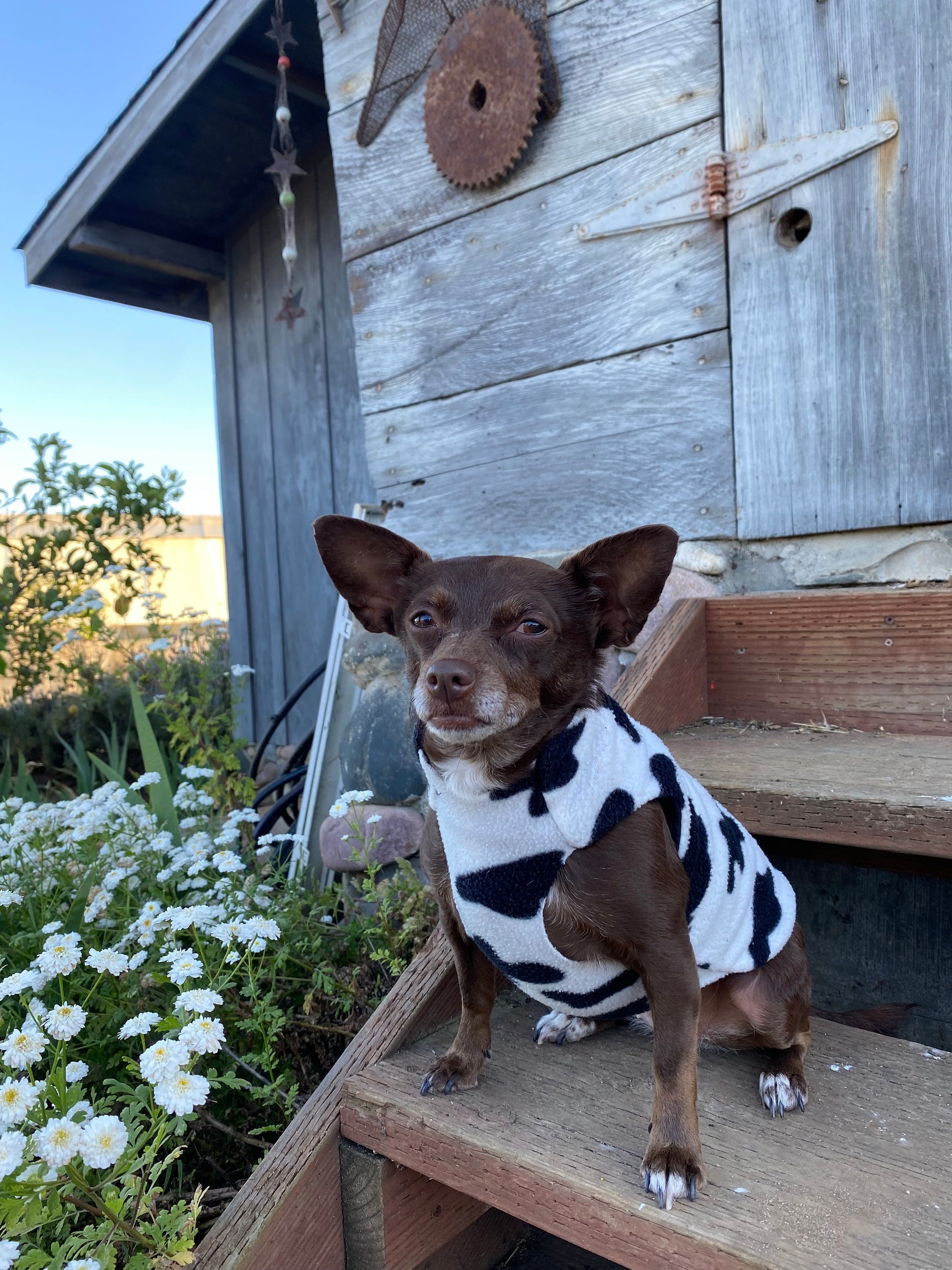 7+ Cow Dog Costume
