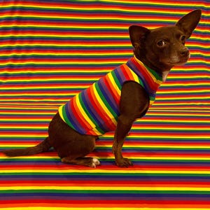 May include: A brown chihuahua wearing a rainbow striped sleeveless shirt. The dog is sitting on a rainbow striped fabric background.