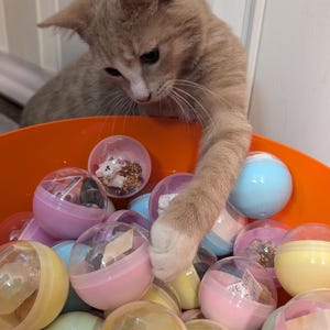 Puede incluir: Un gatito jengibre juega con una cubeta llena de bolas de plástico de colores que contienen varios abalorios y joyas. La cubeta es naranja y las bolas son translúcidas.