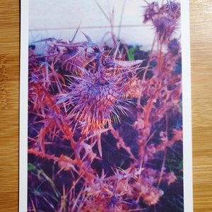 Purple Thistle at Rodeo Beach, Marin Headlands. 5&quot; x 7&quot; art print. Photo print, thistle, purple, plants, thorns, filter