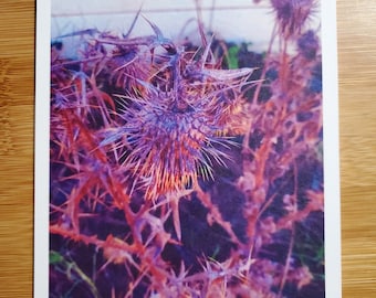 Purple Thistle at Rodeo Beach, Marin Headlands. 5" x 7" art print. Photo print, thistle, purple, plants, thorns, filter