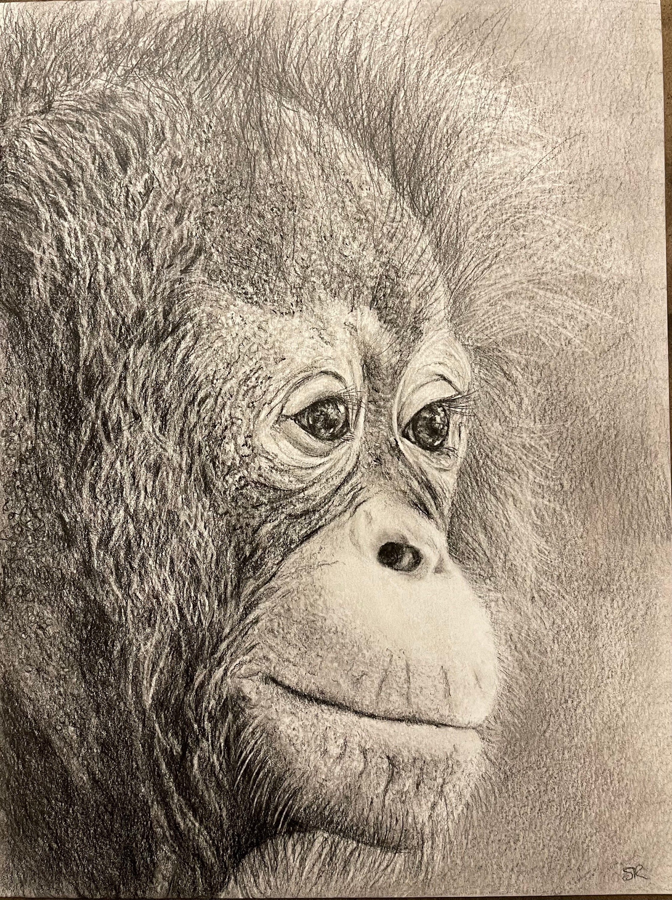 Beautiful original graphite drawing of an orangutan.