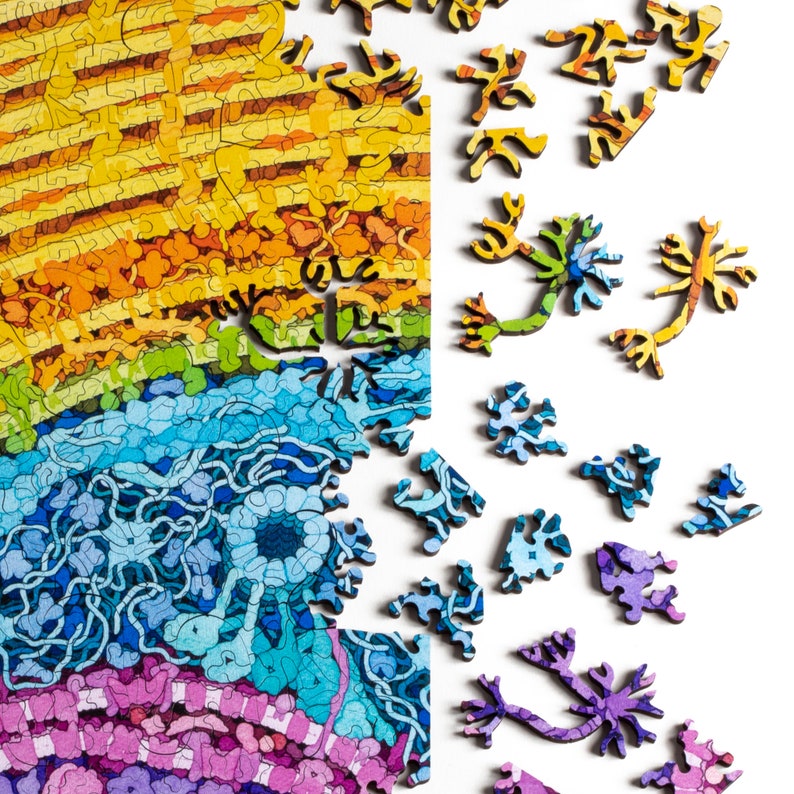 Neuron Puzzle wooden biology and brain themed jigsaw puzzle image 3