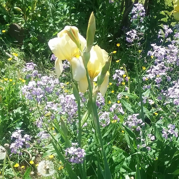 Historic Iris, 'Rayon De Lune', 1 daughter