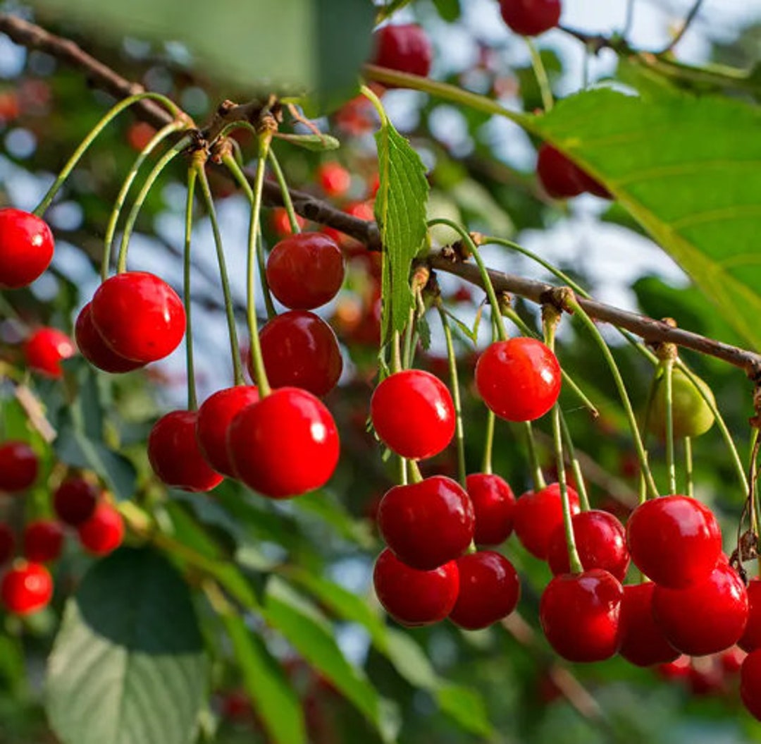 8 Cuttings Early Richmond Sour Cherry for Scionwood Rooting - Etsy