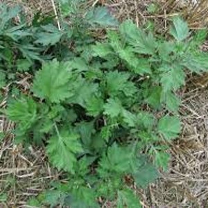 SPRING PREORDER Mugwort bareroot starter plant Artemisia Vulgaris