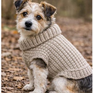 May include: A small dog wearing a beige, ribbed knit sweater with a turtleneck collar. The dog has a mix of brown, white, and black fur and is sitting on a bed of fallen leaves.
