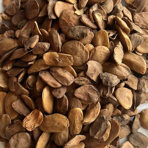 Pure Organic  abere seeds Hunteria Umbellata AKUAMMA ABEERE 25 Seeds