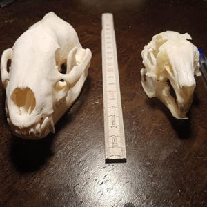 May include: Two off-white animal skulls of different sizes positioned next to a folding wooden ruler. The larger skull is on the left, and the smaller skull is on the right, next to a clear plastic pen. The ruler shows measurements in centimetres.