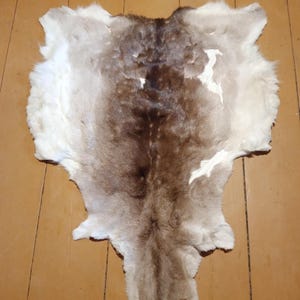 May include: A natural animal hide rug featuring a gradient of colours ranging from dark brown along the centre spine to lighter beige and white fur along the irregular, organic edges. The pelt displays a dense, soft texture with varied fur lengths.