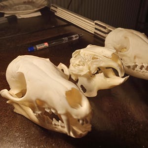 May include: Three off-white animal skulls arranged in a row. The skulls vary in size and shape, featuring visible eye sockets, nasal cavities, and jaw structures. A clear pen and a folding wooden ruler are positioned behind the skulls.