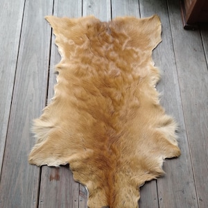 Op de afbeelding: Een natuurlijk bruin dierenvel met een zachte, dichte vachtstructuur. De huid heeft een onregelmatige, organische vorm met taps toelopende randen en een donkerder, warmbruin middenstuk dat overgaat in lichtere, goudbruine tinten aan de zijkanten.