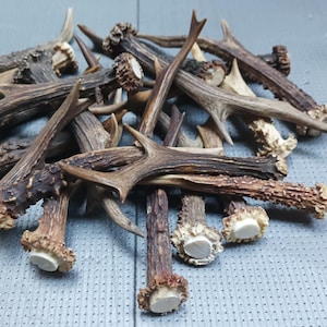 Könnte beinhalten: Eine Ansammlung kleiner, natürlicher brauner Hirschgeweihe, die zusammen verstreut sind. Jedes Stück weist eine texturierte, dunkelbraune Oberfläche mit einer helleren, glatten, kreisförmigen Basis auf, wo das Geweih am Schädel ansetzt.