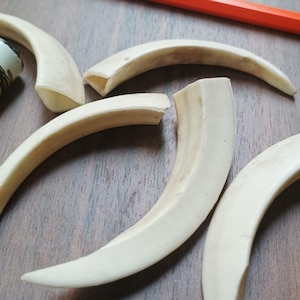 Puede incluir: Cuatro dientes o colmillos de animal curvos, puntiagudos y de color blanco hueso dispuestos en grupo. Un encendedor cilíndrico con un estampado gráfico colorido y un lápiz naranja están colocados cerca para dar escala sobre una superficie marrón oscuro.