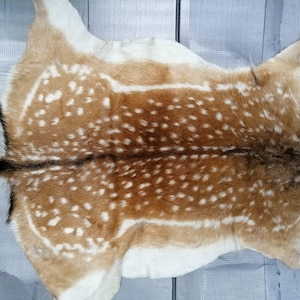 May include: A natural deer hide featuring a tan and brown coat with a pattern of white spots. The pelt displays a dark brown dorsal stripe running down the centre, transitioning to white fur along the edges, and includes a short, dark-tipped tail.