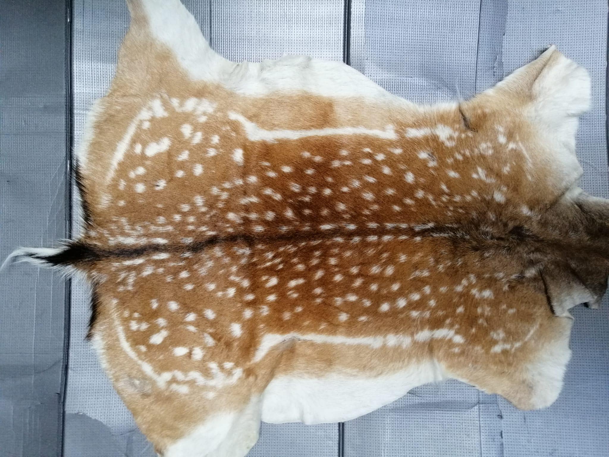 Bird skin taxidermy - Etsy 日本