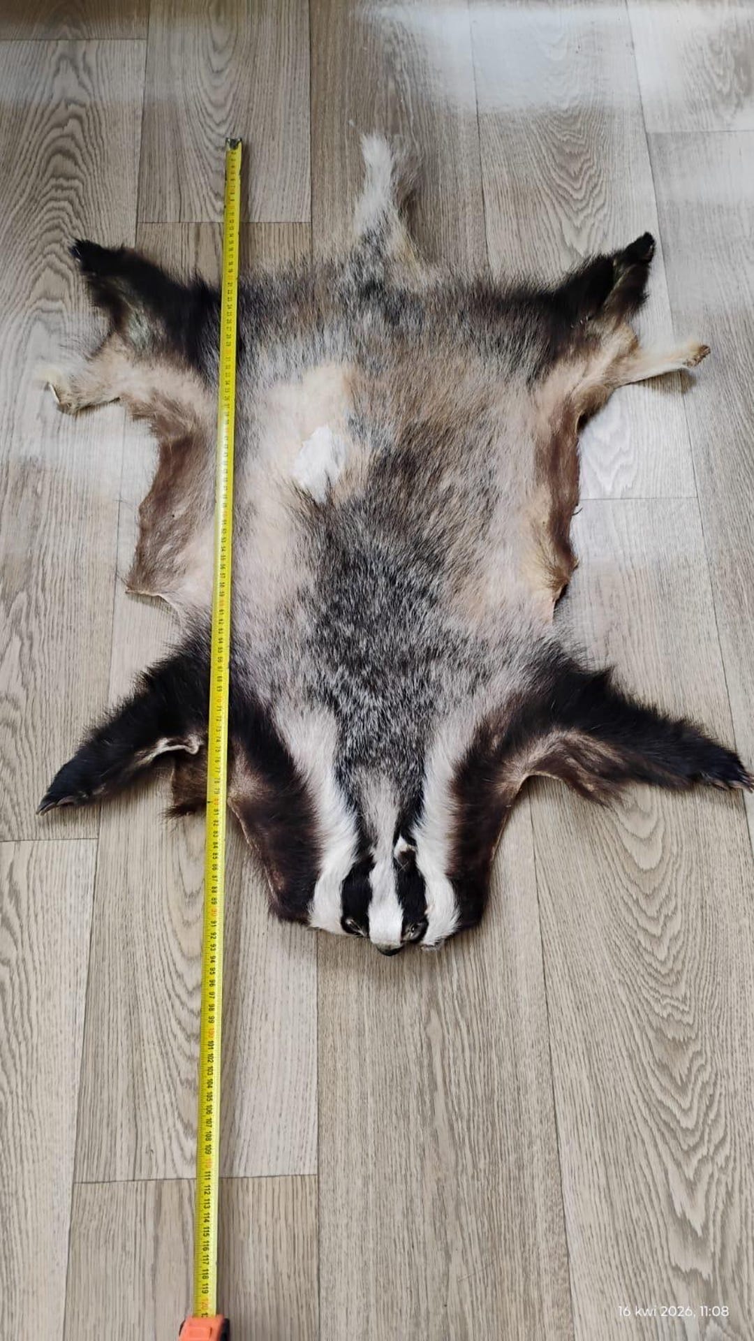 Wild High Mountains Badger Pelt Skin Hide Fur Area Rug Taxidermy. - Etsy UK
