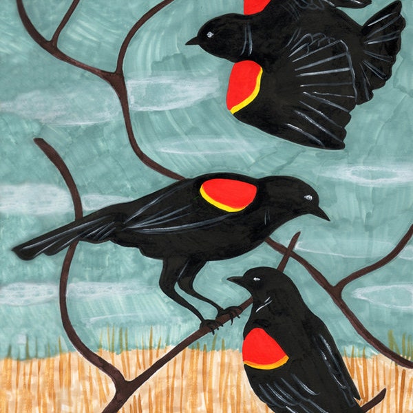 Red Winged Blackbirds print by Amanda Laurel Atkins