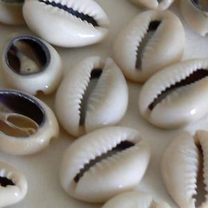 10 Natural Cowry Shell 18-20mm Bead Beads