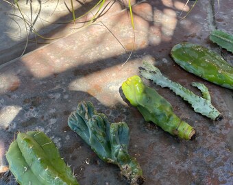 Cactus Variety Assorted Box San Pedro Ghost Euphorbia Totem Pole