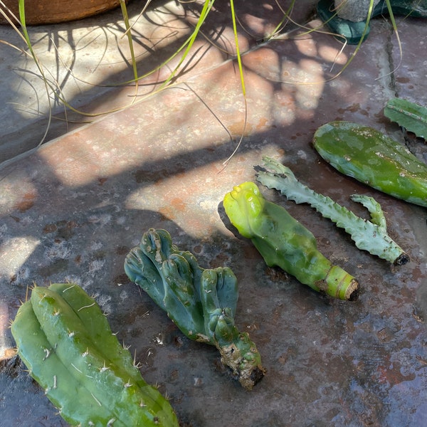 Cactus Variety Assorted Box San Pedro Ghost Euphorbia Totem Pole