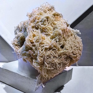 May include: A beige, textured, coral-like sculpture with a complex, layered structure. The artwork is displayed on a white cylindrical base and a white, geometric platform. The overall aesthetic is organic and abstract.