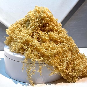 May include: A close-up of a light brown, textured object with a curly, tangled appearance, resting on a white, cylindrical base. The object appears to be a decorative element or a food item, possibly fried. The background is white and gray.