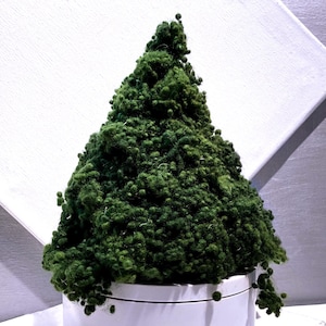 May include: A decorative, cone-shaped topiary made of dense, dark green, textured material. The topiary sits in a white, round container. The background features a white canvas and a gray wall.