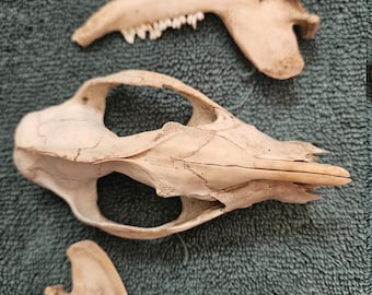 Opossumskalle