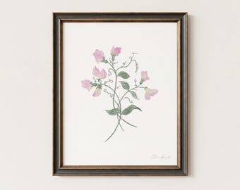 Guisante de olor - Flor de nacimiento de abril, lámina artística en acuarela, ilustración botánica, sin marco.