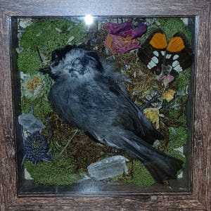 Op de afbeelding: Een ingelijste taxidermie-display met een kleine, grijze vogel die rust op een bedje van groen mos en gedroogde bloemen. Er is ook een vlinder met oranje en zwarte vleugels aanwezig. De houten lijst heeft een donkerbruine afwerking.