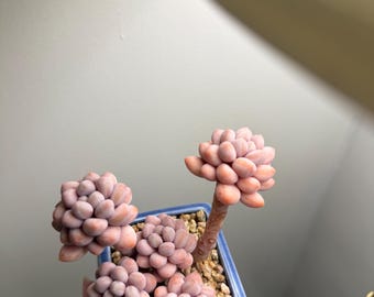 Rare succulents, Echeveria &quot;sweet dumpling&quot; without pot