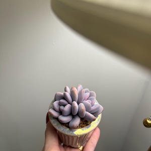 珍しい多肉植物 鉢なしのピンクのエケベリア