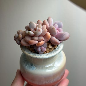 Rare  Echeveria 'Pink Rabbit'  without pot