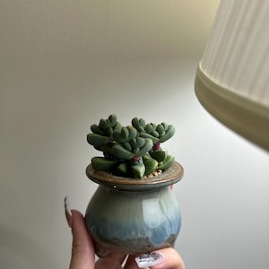 Rare succulents. Astridia velutina without pots