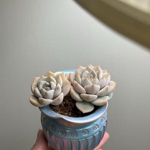 Zeldzame vetplanten Graptoveria 'Titubans'