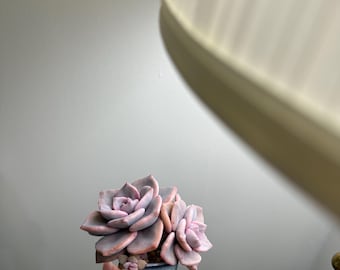 Rare succulents Graptoveria &#39;Mrs Richards&#39; combine
