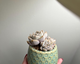 Rare succulents Graptoveria &#39;Titubans&#39;
