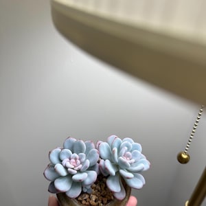 Suculentas raras "Echeveria elegans" con macetas